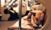 Hund fährt U-Bahn